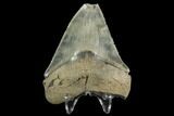 Serrated, Fossil Megalodon Tooth - Glossy Enamel #125326-2